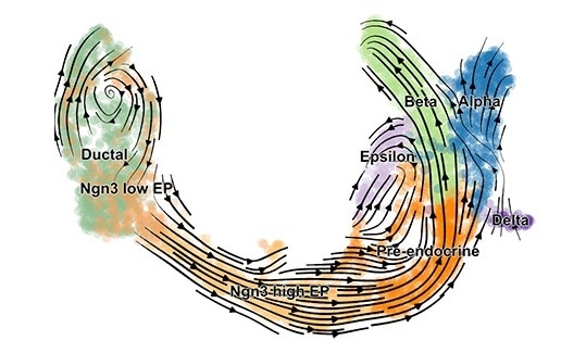 New method reveals the dynamics of cell development and gene activity