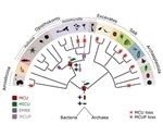 New study shows how mitochondrial calcium transporter evolved over the years