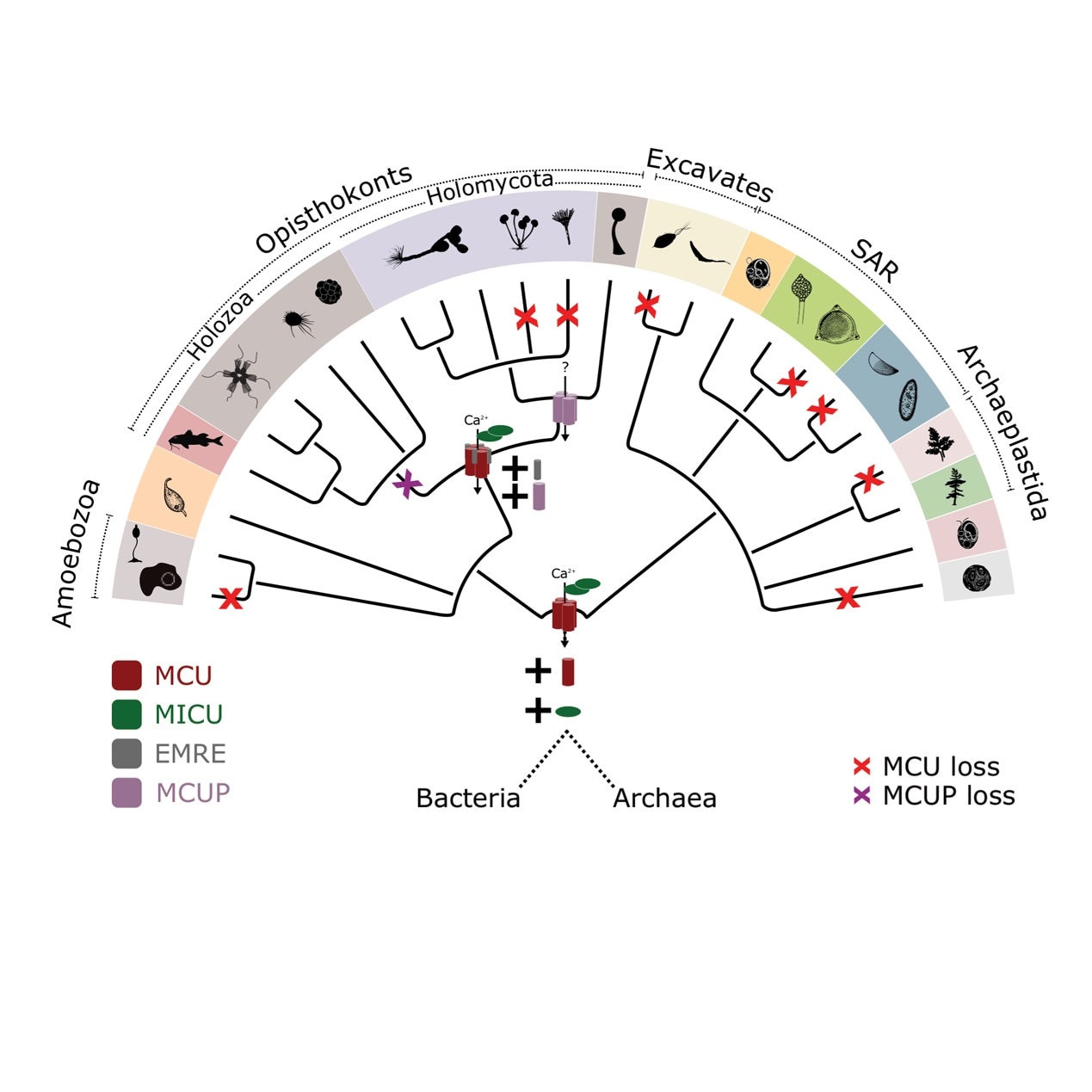New study shows how mitochondrial calcium transporter evolved over the years