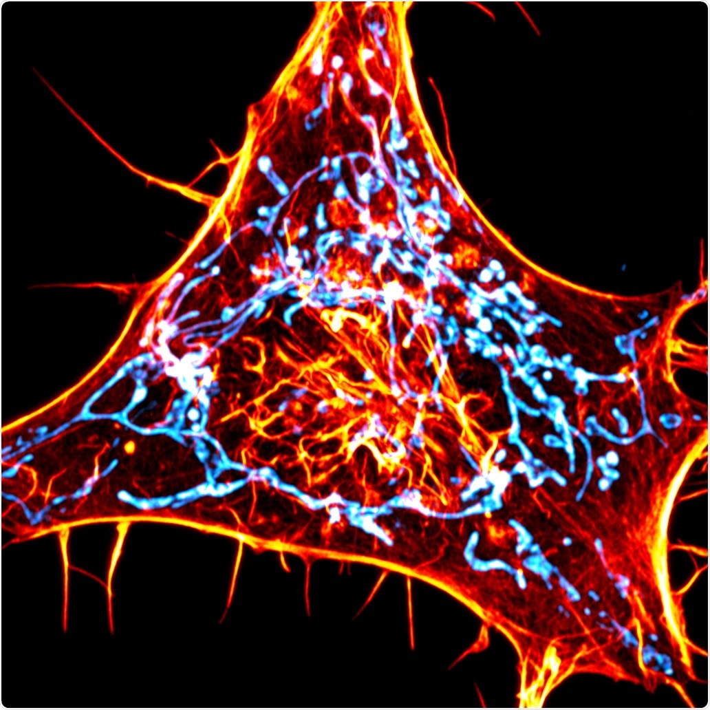 New method helps track actin involved in mitochondrial dysfunction