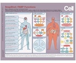 Study provides a SnapShot of FABP proteins linked to obesity