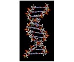 Study shows human genome regulates the early development of organs