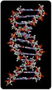 Study shows human genome regulates the early development of organs