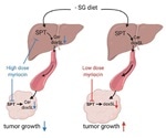 Researchers identify metabolically responsive “switch” that reduces tumor growth