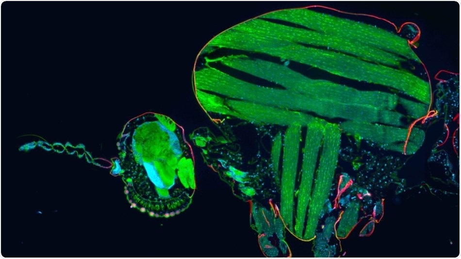 New cell atlas can help control mosquito-borne diseases