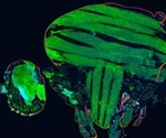 New cell atlas can help control mosquito-borne diseases