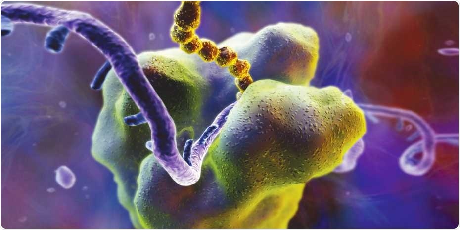Study sheds light on the function of ribosome binding sites