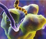 Study sheds light on the function of ribosome binding sites