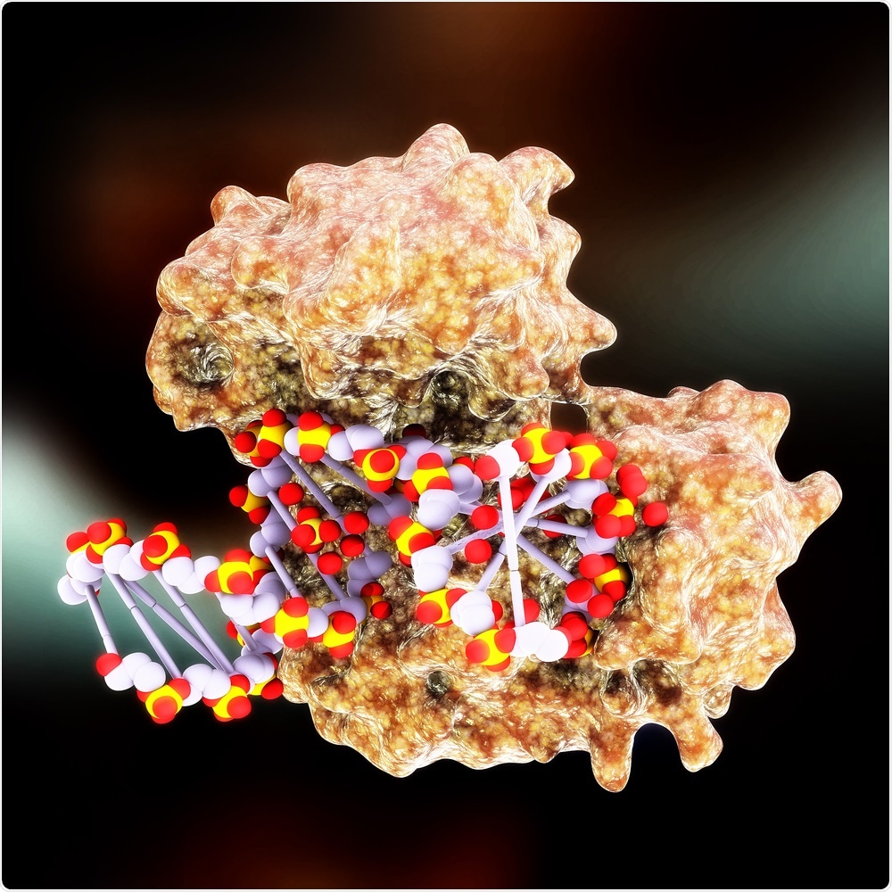 DNA Polymerase DNA Polymerase