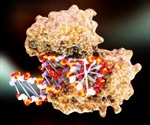 Scientists identify complex enzyme that protects cells from constant DNA damage