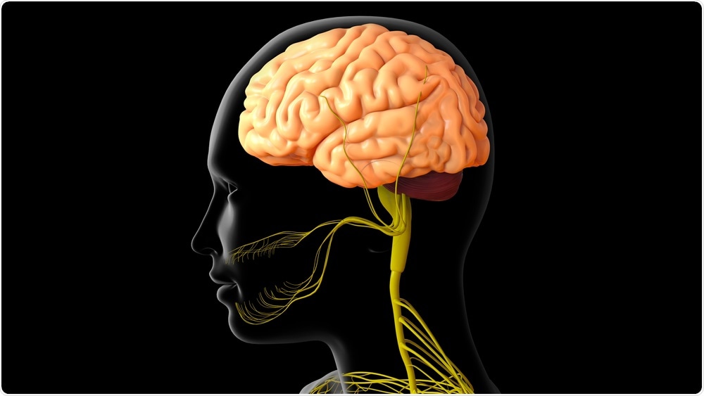 Human Brain Human Brain