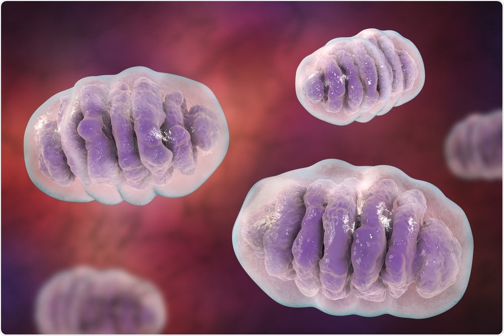 Mitochondria Mitochondria