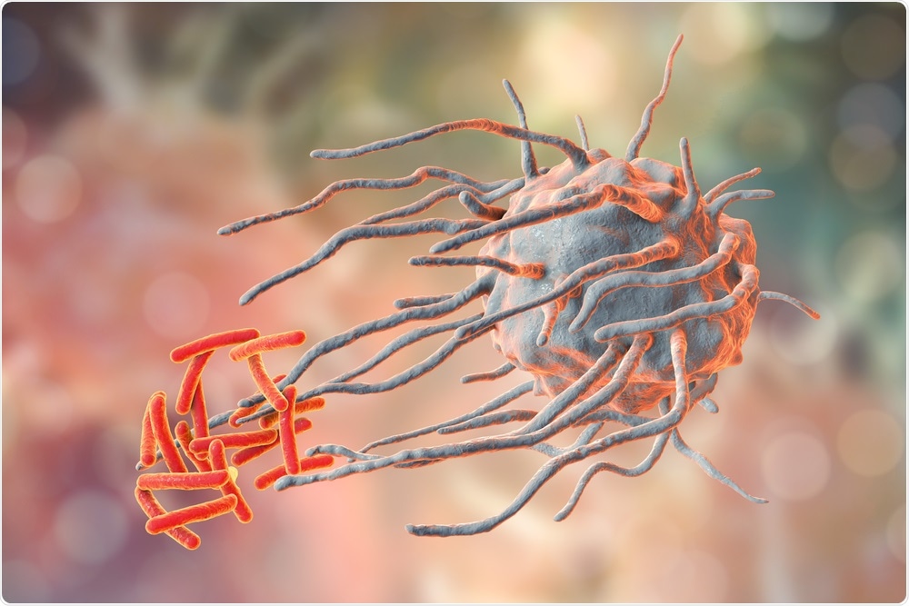Macrophage engulfing tuberculosis bacteria Macrophage engulfing tuberculosis bacteria