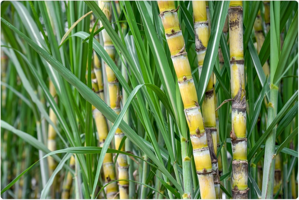 Sugarcane Sugarcane