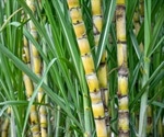 The sustainability of the Indian sugar industry