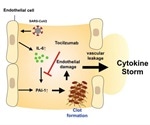 Researchers identify an effective treatment for severe cases of COVID-19 infection