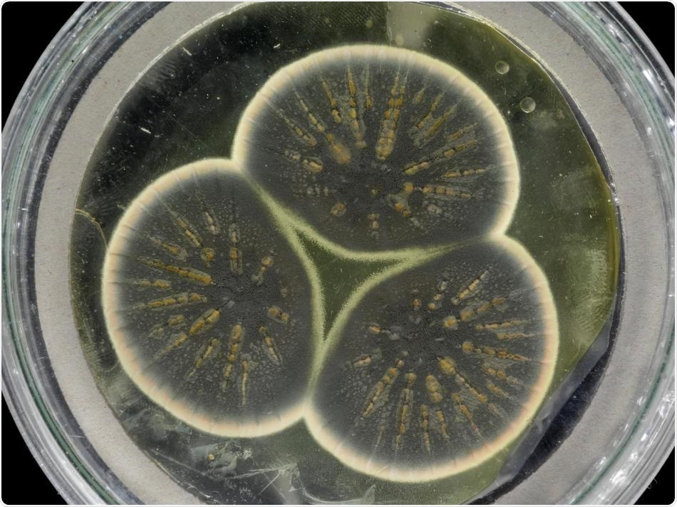 Researchers sequence the genome of original penicillin strain