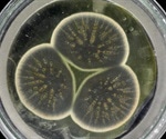 Researchers sequence the genome of original penicillin strain