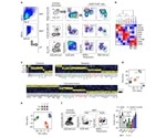 Researchers discover the developmental process of novel immune T cells