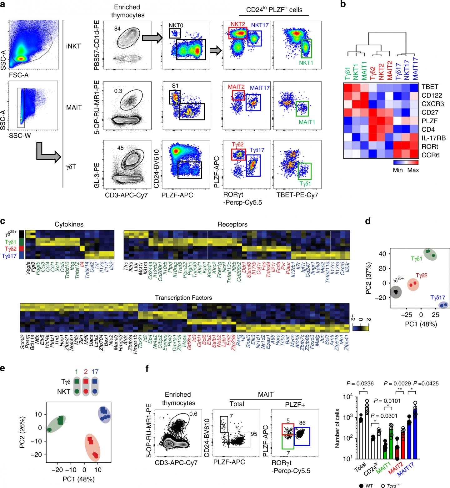 Researchers discover the developmental process of novel immune T cells