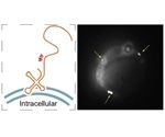 Bioengineers detect the presence of maxRNA on the surface of human cells