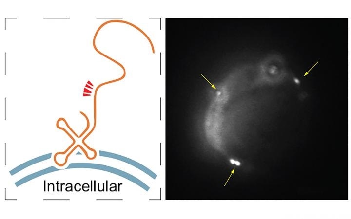 Bioengineers detect the presence of maxRNA on the surface of human cells