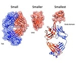 Researchers identify a new method to synthesize miniaturized antibodies