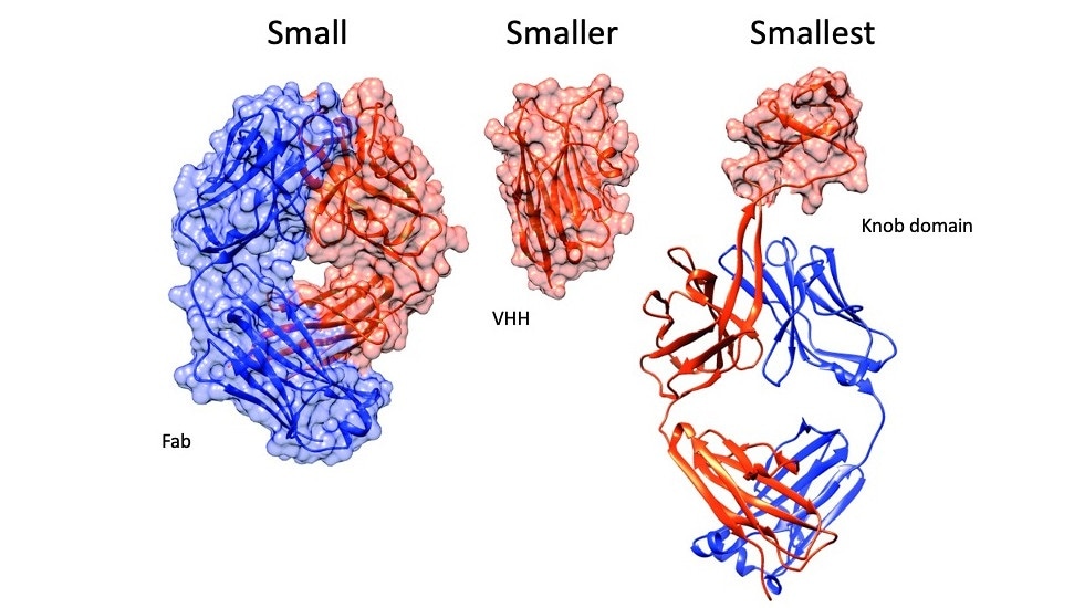 Researchers identify a new method to synthesize miniaturized antibodies