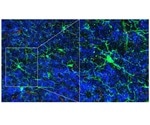 Study shows how neural circuits are refined in response to sensory cues