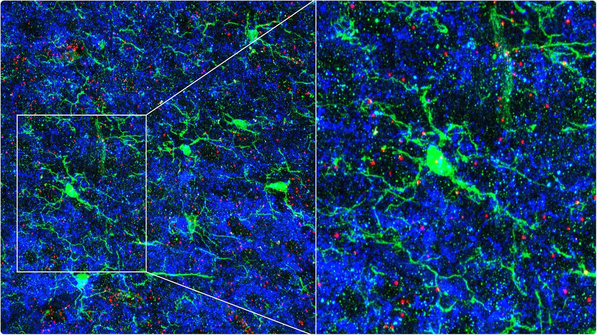Study shows how neural circuits are refined in response to sensory cues