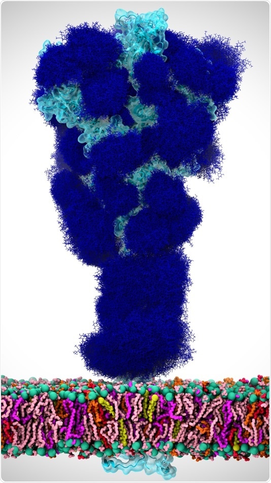 Researchers identify the role of glycans in SARS-CoV-2 spike protein