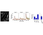 Study shows different cell response offers more control to muscles