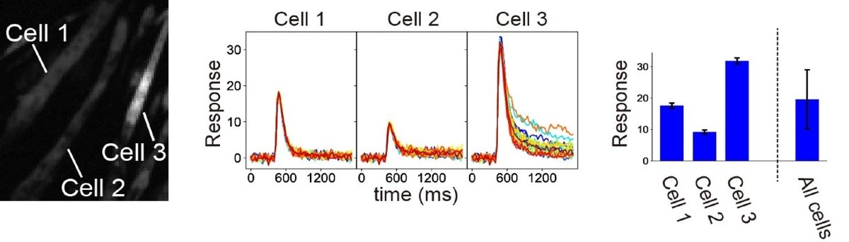 Study shows different cell response offers more control to muscles