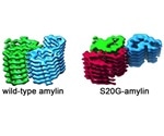 Scientists identify the structure of protein fiber associated with early-onset type 2 diabetes