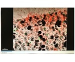 Study shows a new way to capture “live” images of immune cells inside the lungs