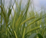 CRISPR technique can improve the quality of barley grain