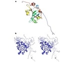 Study sheds new light on the structure and function of ‘immortality protein’