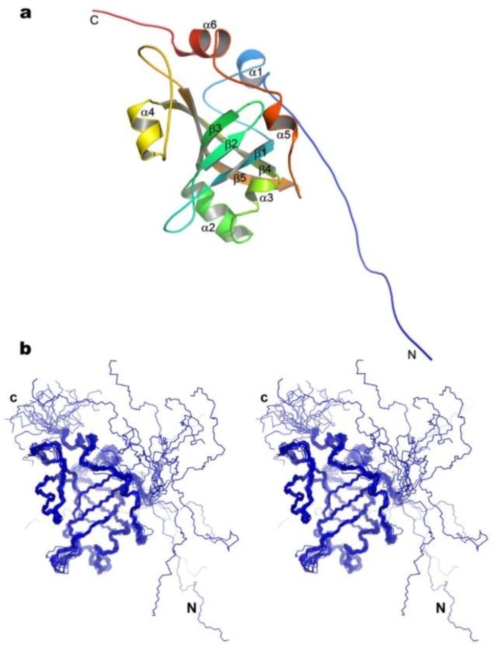Study sheds new light on the structure and function of ‘immortality protein’
