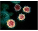 New study can help develop effective COVID-19 vaccine