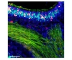 Study reveals a successful strategy to fight influenza