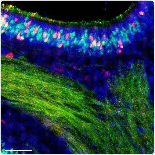Study reveals a successful strategy to fight influenza