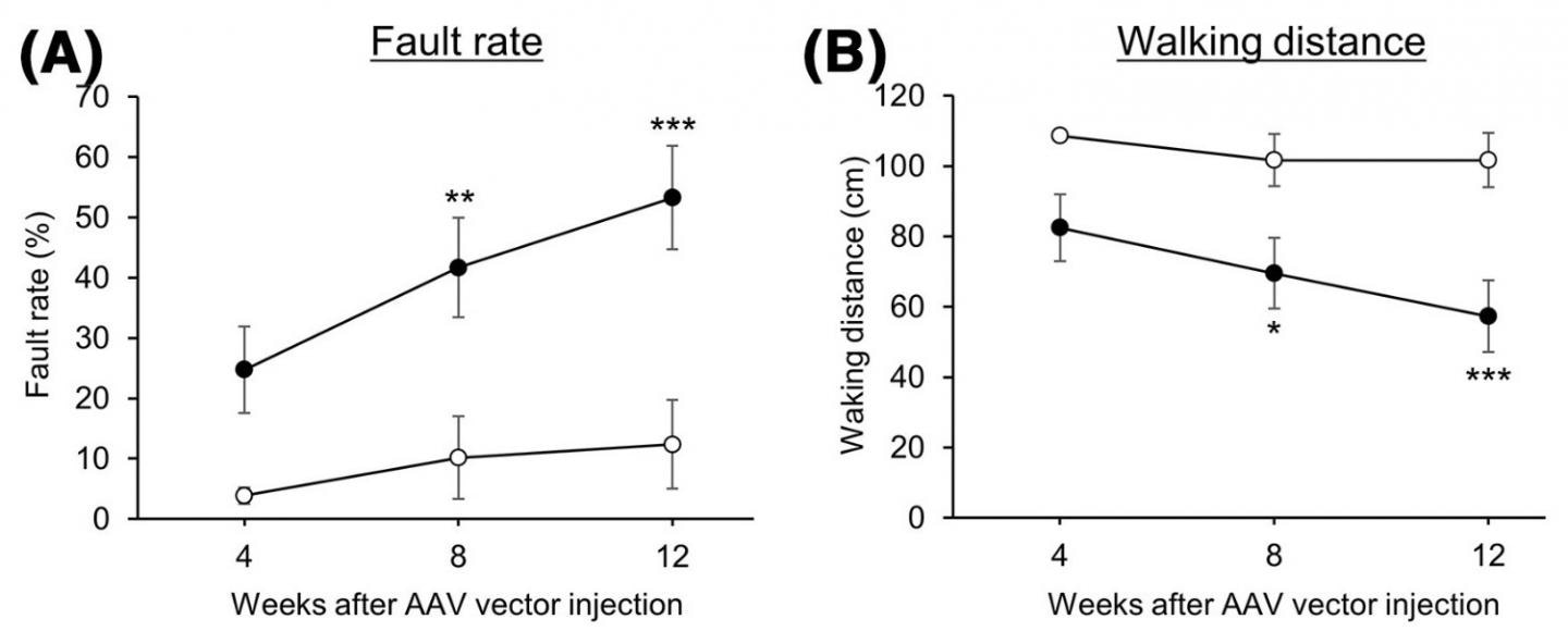 Researchers identify a new therapeutic target for spinocerebellar ataxia
