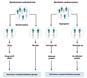 New study can help reduce the failure rate of drug development for various diseases
