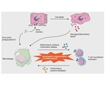 Researchers review the role of macrophage activation syndrome in COVID-19