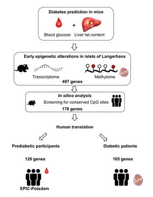 New study can help develop diagnostic markers for type 2 diabetes