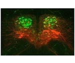 Study shows misfiring brain cells can create swallowing problems in children with neurodevelopmental disorders