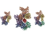 Study may lead to better treatments for cancer and developmental syndromes