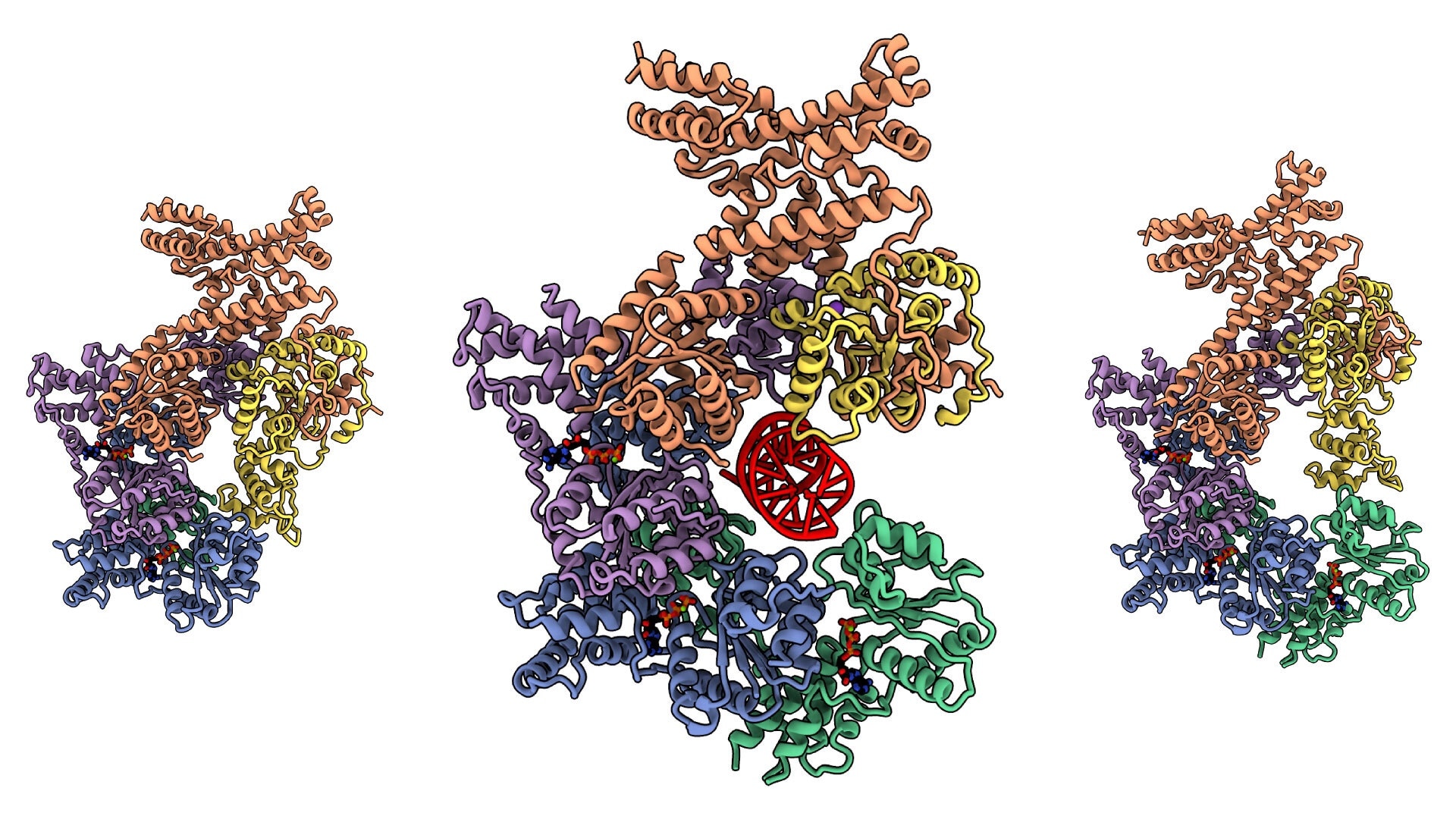 Study may lead to better treatments for cancer and developmental syndromes