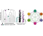 Study sheds new light on the evolution of gene expression patterns