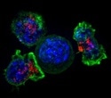 Study may help develop new immunotherapies for different types of tumors